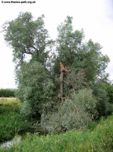 A wind-damaged tree near Cricklade